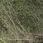 brushbackground-2