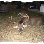 whitetail-pic-2-2